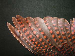 Woodcock Broadcast 27-11-08
