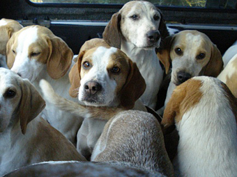 Green Party bill to outlaw hunting in Northern Ireland