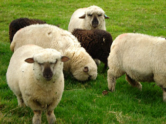 What's the law on dogs worrying sheep?