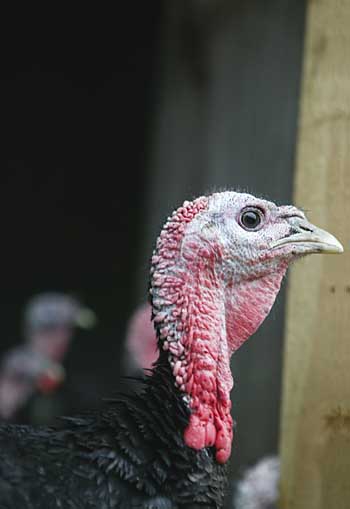 Advice for shooters: Avian flu latest