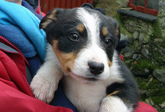 How can I get my young puppy to heel?