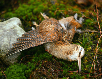 Woodcock broadcast 31-01-2008