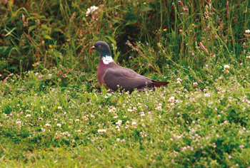 Woodies on the web