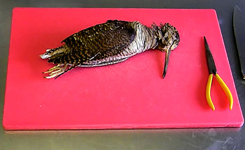 How to prepare a woodcock - video