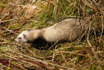 Non-native species consultation closes