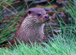 Where can we spot an otter?