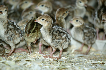 DEFRA budget cuts could put Game Rearing Code on hold