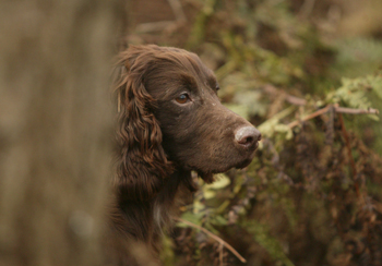 Be prepared against dog theft