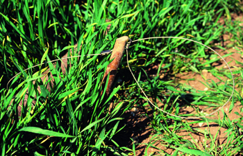 New guide to snaring in Scotland launched