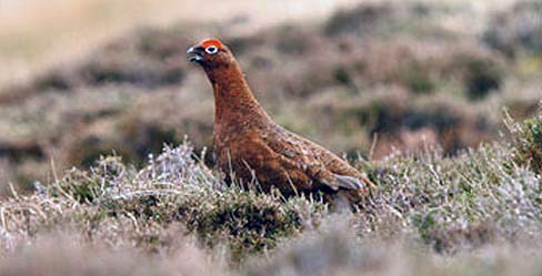 Grouse shooting: a vital local industry