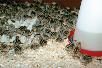DEFRA minister: no commercial use of Poultry Register