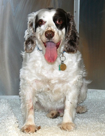 One in three dogs are overweight