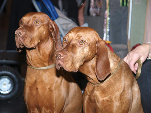 Gundogs at Crufts 2008