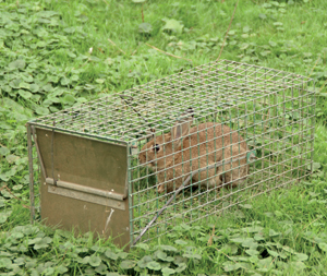 CAIP poster informs public of legal trapping