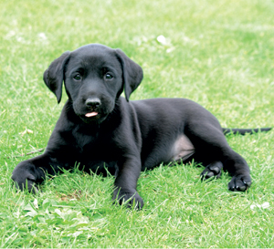 Puppy training for beginners