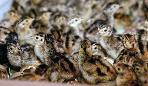 DEFRA to tax 16p per gamebird?