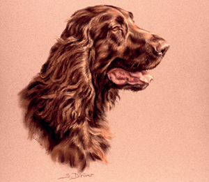Rare Gundog breeds in Kennel club art exhibition