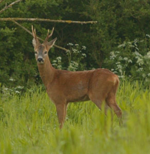 How to build a deer-proof a fence