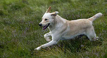 RSPCA suspends its support for Crufts