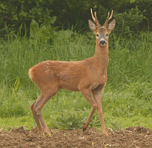 Deer stalking - What are they thinking?