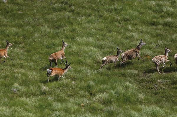 The big deer count
