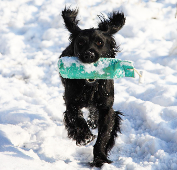 Gun dog training video: Sit and recall commands