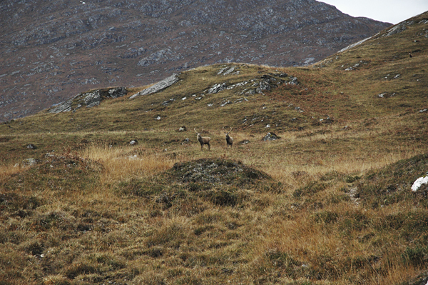 Deerstalkers reject Scottish plan for deer