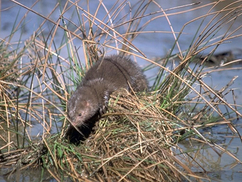 GWCT seeks funds to eradicate mink