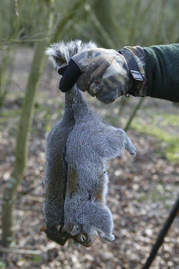 Grey Squirrels - Public Enemy No 1