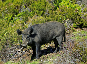 Wild boar - Irish say no more 