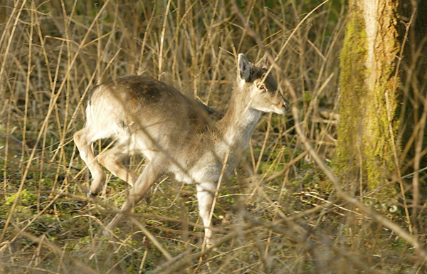 Are white fallow deer common?