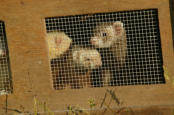 Keeping the hutch cool