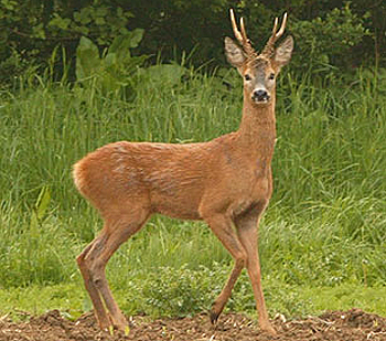 Can I retrieve a roe that I shot on my neighbour's land?