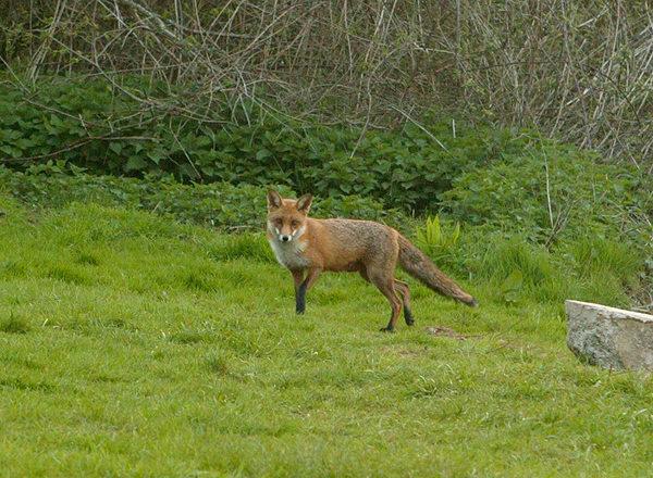 Springtime is fox time