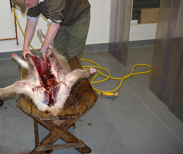 Game Meat - is yours fit for the food chain?