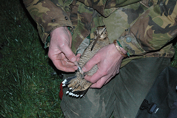 Returning bird rings - BTO praises shooters for their help