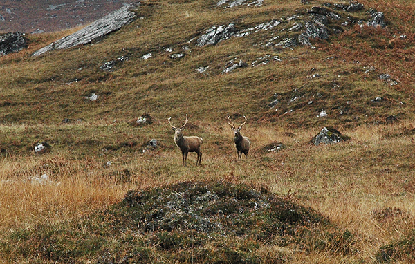 Red deer cull criticised