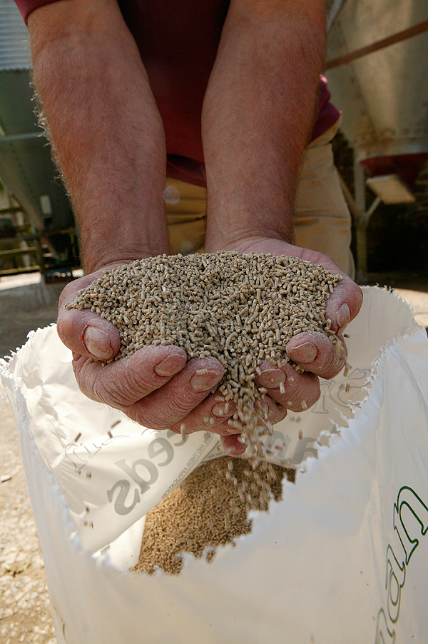 Wheat prices soar: shoot feed bills rise