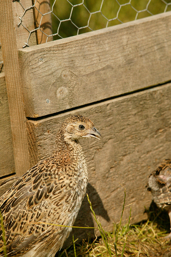 Rural groups meet over Welsh rearing