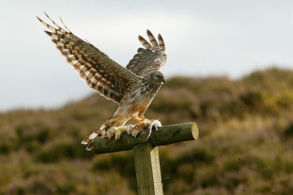 NGO: The RSPB is "completely out of order"