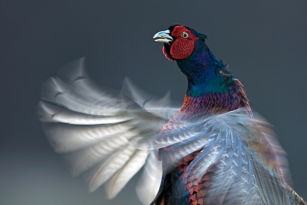 Scottish Gamekeepers Association&rsquo;s photography competition
