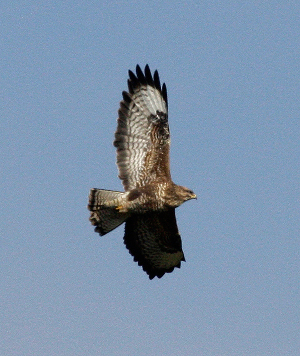 Buzzard snatches rare osprey