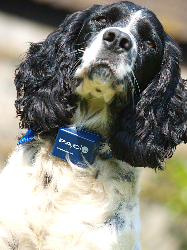 Collar ban stays in Wales