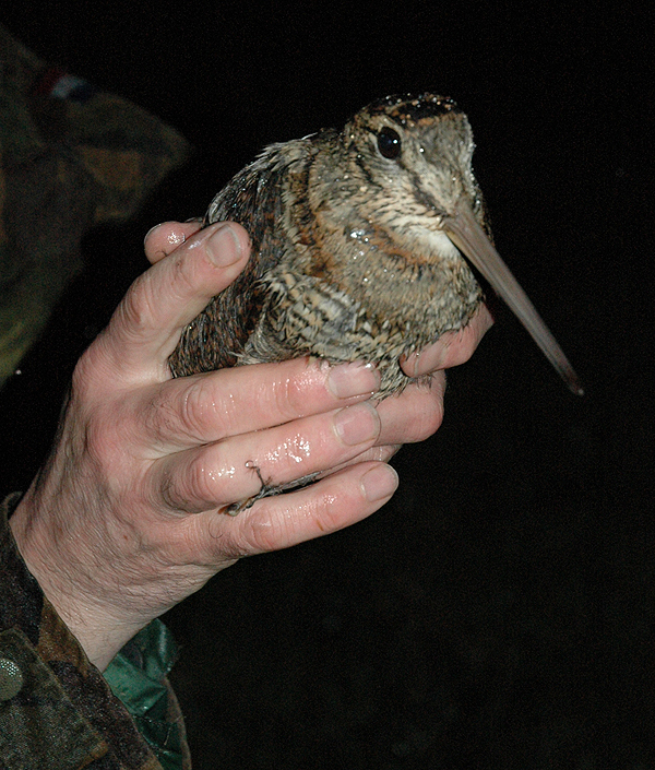 Woodcock status hangs in the balance