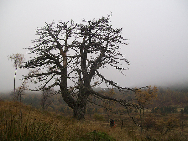 National Trust for Scotland admits forest plan failure