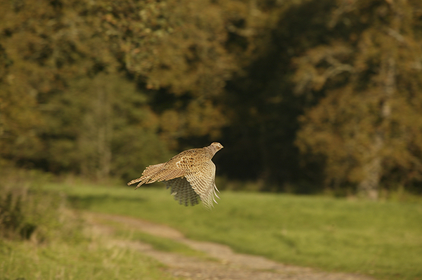 Scottish shooters reject shoot licensing proposals