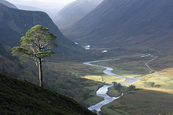 Battle over Alladale "re-wilding" continues