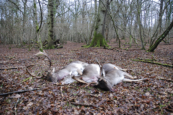 Wiltshire police hunt mystery deer shooter