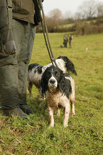 Gundogs: New breeding advisory council