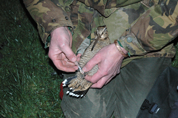 1,000th woodcock ringed